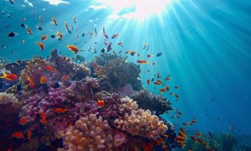 İzmir Hareketli Pegasus İle Kızıldeniz Rüyası Prestij Sharm El Sheıkh Turu 3 Gece