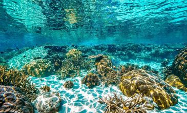 İzmir Hareketli Pegasus İle Kızıldeniz Rüyası Prestij Sharm El Sheıkh Turu 3 Gece