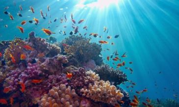 İzmir Hareketli Pegasus İle Kızıldeniz Rüyası Prestij Sharm El Sheıkh Turu 3 Gece